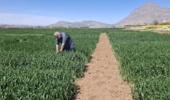 بازبینی تخصصی مزارع بذری در لرستان؛ آغاز فصل تصمیمهای علمی و عملیاتی
