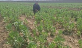 تمرکز محققان بر بهنژادی ارقام درشتدانه و کمآببر برای سازگاری با اقلیم لرستان