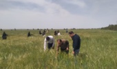 تولید هستههای اولیه بذری گندم و جو دیم؛ آغاز فصل جدیدی در ارتقای پایداری و بهرهوری کشاورزی در ایلام
