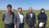بازدید معاون پژوهشی و کمیته فنی بخش تحقیقات زراعی و باغی مرکز تحقیقات و آموزش کشاورزی گلستان از مزارع تولید بذر و آزمایشات ایستگاه عراقیمحله