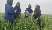 نظارت تخصصی بر طرح نوین «کودآبیاری» در علیآباد کتول توسط محقق مرکز تحقیقات و آموزش کشاورزی