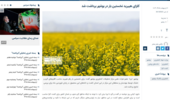 کلزای هیبرید نخستین بار در بوشهر برداشت شد