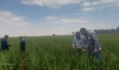 اجرای عملیات سمپاشی و کنترل آفات و بیماریها در مزارع گندم و جو ایستگاه تحقیقات کشاورزی میامی