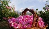 بیش از ۷۰ درصد گل محمدی جهان در ایران تولید میشود/گل محمدی؛ گونهای راهبردی برای ایرانِ کمآب