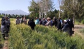 روز مزرعه تعیین ارزش زراعی (vcu) لاین‌های مختلف گندم نان و دوروم و طرح کرت‌های کنترلی گندم