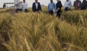 بازدید رئیس موسسه تحقیقات اصلاح و تهیه نهال و بذر از فعالیت‌های پژوهشی ایستگاه تحقیقات کشاورزی گنبد