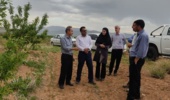 بازدید رئیس مؤسسه تحقیقات علوم باغبانی از باغ ۸۰ هکتاری بادام دیم در روستای فرج‌آباد شهرستان خمین