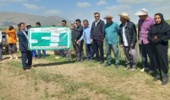 تأکید رئیس بخش تحقیقات گیاهپزشکی مرکز تات لرستان بر ضرورت پایش و مبارزه بهموقع با سن گندم