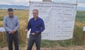 تحول در دیمزارهای کلاله با تکیه بر یافتههای نوین پژوهشی / بازدید رئیس مؤسسه تحقیقات دیم کشور از مزرعه کشاورز اراز قلی سلطانی شیخی