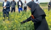 تأکید رئیس بخش تحقیقات گیاهپزشکی مرکز تات لرستان بر مدیریت تلفیقی آفات و بیماریهای کلزا