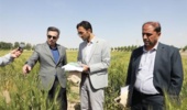 ضرورت تقویت نیروی انسانی به منظور افزایش اثربخشی دستاورد ها در بخش تحقیقات کشاورزی
