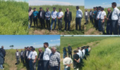 روز مزرعه کلزا؛ گامی عملی برای افزایش بهرهوری مزارع