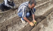 نخستین گام در مسیر دستیابی به ارقام هیبرید