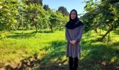 عضو هیات علمی پژوهشکده مرکبات و میوههای نیمهگرمسیری تشریح کرد: بهبود کیفیت و ماندگاری میوه کیوی با مدیریت مصرف کلسیم