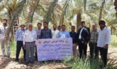 برگزاری دوره مهارتافزایی اصول هدایت خوشه نخل خرما در پژوهشکده خرما و میوههای گرمسیری