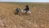 عملیات پایش و ارزیابی جمعیت آفات، بیماریها و علفهای هرز مزرعه گندم دیم در روستای نجفآباد آشتیان