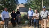 ارقام امیدبخش سیب برای باغبانی کشور معرفی میشوند