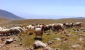 پتانسیل افزایش ۲۵ درصدی درآمد عشایر با بهینهسازی پرورش گوسفند مغانی