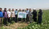 بازدید تخصصی محققان مرکز تحقیقات کشاورزی بروجرد از کانون یادگیری «چغندرقند» در روستای کاروانه