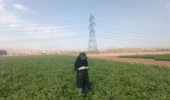 پایش آفات و بیماریهای مزارع ذرت و لوبیا در ایستگاه تحقیقات کشاورزی اراک