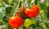 اصلاح گوجهفرنگی در دوراهی عملکرد و طعم