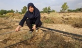 ارزیابی اکوتیپهای دو گونه مرتعی Helianthemum در تولید علوفه و بذر