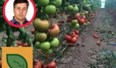 بذر هیبرید داخلی در گوجهفرنگی و فلفل به سطح رقابت با نمونههای خارجی رسیده است