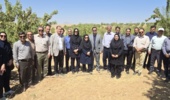 تمرکز بر ارقام دیرگلده و پربازده در ایستگاه سوادجان