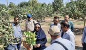 بازدید تیم تخصصی پژوهشکده پسته کشور از باغات پسته ساوه برای بررسی عارضه سوختگی برگها