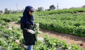 بازدید از پروژه امکانسنجی فنی کاربرد خاکپوش پلاستیکی و آبیاری قطرهای زیرسطحی بر عملکرد و بهرهوری آب لوبیا چیتی