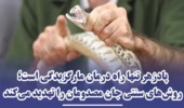 هشدار موسسه رازی درباره مارگزیدگی و عقربزدگی؛ بر درمان های غیرعلمی تکیه نکنید