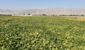 لرستان، کانون تبادل دانش کشاورزی؛ برگزاری رویداد ملی انتقال یافتههای نوین تحقیقاتی در بروجرد و ازنا