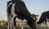 تدوین الگوی منطقهای برای انتخاب دام پربازده در روستاهای خوزستان