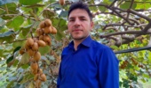 برآورد رشد بهره وری عوامل موثر بر تولید کیوی مازندران توسط پژوهشگر پژوهشکده مرکبات و میوههای نیمهگرمسیری