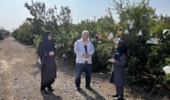 آفتکش زیستی در باغهای انار ساوه بهعنوان جایگزین حشرهکشهای عمومی ارزیابی شد