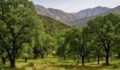 ۱۵ هزار هکتار از جنگلهای زاگرسی خوزستان برای مقابله با آفات پایش شد