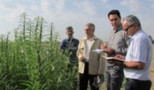 گامهای نهایی برای معرفی ارقام کنجد متحمل به ریزش در کشور/ بسترسازی برای برداشت مکانیزه دانههای روغنی