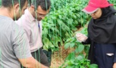 بازدید عضو هیئتعلمی بخش گیاهپزشکی مرکز از مجتمع گلخانهای دهملا