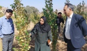 پایش سلامت نهالستان «شوراب» خرمآباد؛ شناسایی و مدیریت آفات صنوبر با رویکرد کنترل بیولوژیک و علمی