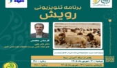 اهمیت مدیریت صحیح قوچاندازی در گلههای گوسفند در برنامه تلویزیونی رویش