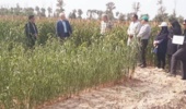 برگزاری کارگاه آموزشی زراعت گیاهان علوفهای کمآببر در گنبدکاووس