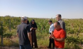 پیگیری عارضه ریزش گل در باغ انگور شاهانی مکی روستای صالحآباد شاهرود با مشارکت استادان و محققان