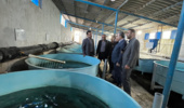 احیای مرکز تحقیقات ژنتیک ماهیان سردآبی یاسوج؛ راهکار کلیدی برای کاهش واردات تخمچشمزده