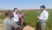 بررسی مزارع کنجد بیارجمند با تأکید بر توسعه سامانههای آبیاری قطرهای در قالب طرح «محققین معین»