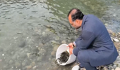 ۷۷۳۶ قطعه بچهماهی آزاد در رودخانه چشمهکیله تنکابن رهاسازی شد