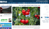 ویروس چروکیدگی قهوهای، گوجهفرنگی بوشهر را تهدید میکند