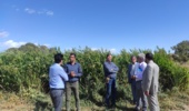برگزاری روز مزرعه سورگوم علوفهای در قلعه اسفندیار با حضور محققان و کارشناسان بخش کشاورزی