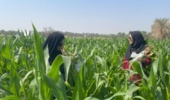 بازدید محققان گیاهپزشکی مرکز تحقیقات بلوچستان از مزارع ذرت منطقه پشت رودخانه ایرانشهر