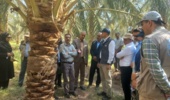 پایش سلامت باغات سنتی نرماشیر؛ تمرکز بر کنترل آفات و مدیریت تغذیه در رستمآباد