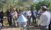 بازدید میدانی از پروژههای مدیریت تلفیقی آفات و بیماریهای خرما با حمایت فائو در جیرفت